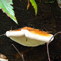 Red-Banded Polypore