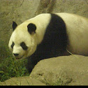 Giant Panda