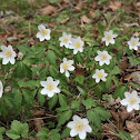 Wood anemone