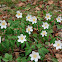 Wood anemone