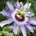 Passion flowers