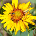 Gaillardia