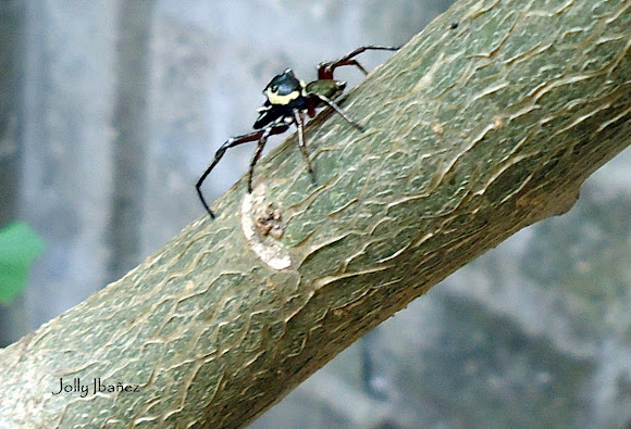 Spotting Image 1