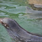 California Sea lion