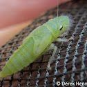 Speckled Sharpshooter Nymph