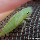 Speckled Sharpshooter Nymph