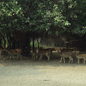 Deer
