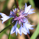Bachelor's Button