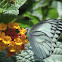 Striped Albatross