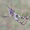 Golden Orb Weaver Spider