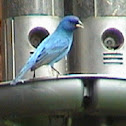 Indigo Bunting