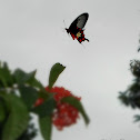 Common Rose