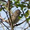 lincoln's sparrow