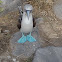 Blue-Footed Booby