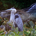 Great Blue Heron
