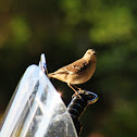 Northern Mocking Bird