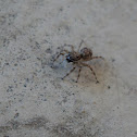 Jumping spider