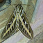 White-lined Sphinx moth