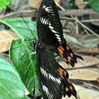 Common Mormon (female)