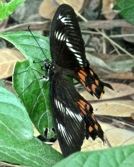 Spotting Image 1