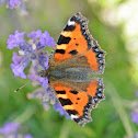 Small Tortoiseshell
