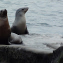 California Sea Lion