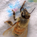 Western Honey Bee
