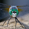 Blue dasher