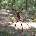 golden orb spider
