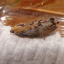 Greater Wax Moth