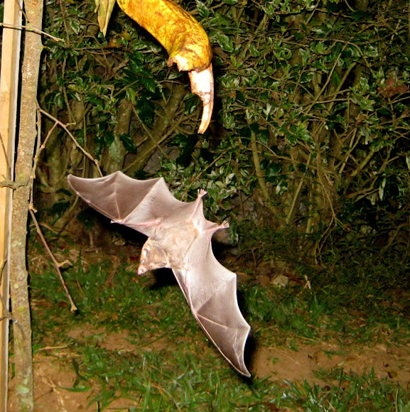 Spotting Image 1