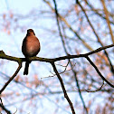 The Chaffinch