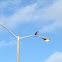 Red-tailed Hawk