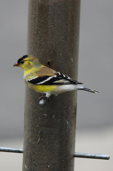 Spotting Image 1