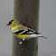 American Goldfinch