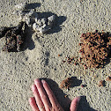coyote droppings and tracks
