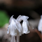 ghost plant