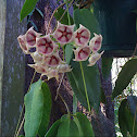 Hoya