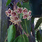 Hoya