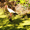 American White Ibis