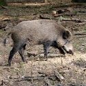 Wild Boar
