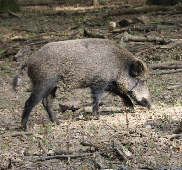 Spotting Image 1