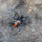 Southern black widow (immature female)