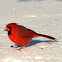 Northern Cardinal