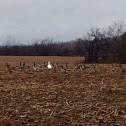 Snow goose and Canadian geese