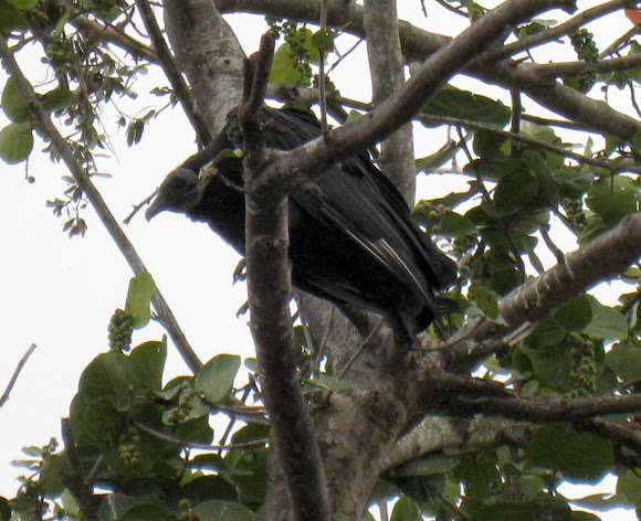 Spotting Image 1