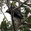 Black Vulture