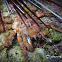 Common Decorator Crab