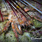 Common Decorator Crab