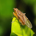Golden dung fly